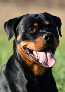 Chiens dangereux